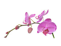 Orchid 1